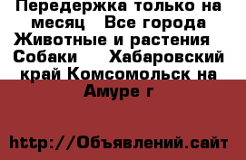 Передержка только на месяц - Все города Животные и растения » Собаки   . Хабаровский край,Комсомольск-на-Амуре г.